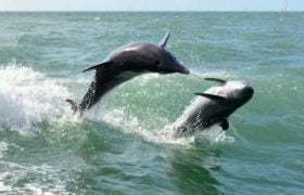 Why You Should Book a Dolphin Tour in New Smyrna Beach